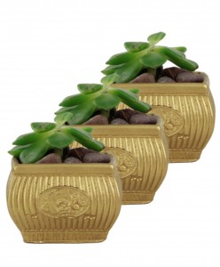 Mini Çiçek Saksı Küçük Sukulent Altın Kaktüs Saksısı 3'lü Set Mini Çizgili Çiçekli Model